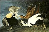 John James Audubon Famous Paintings - Eider Duck